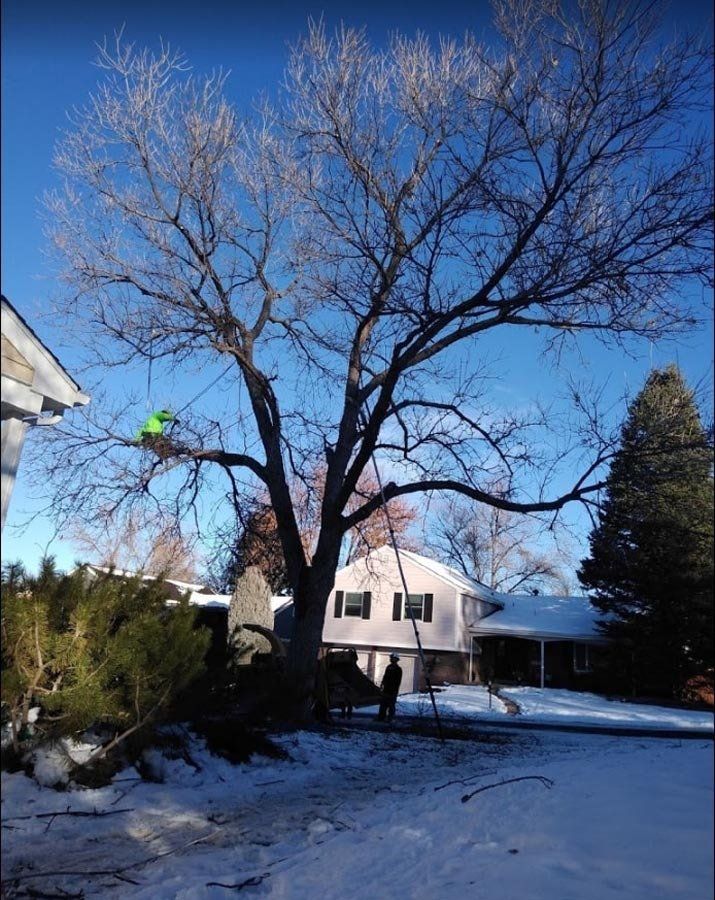 A man is climbing a tree in front of a house in the snow.