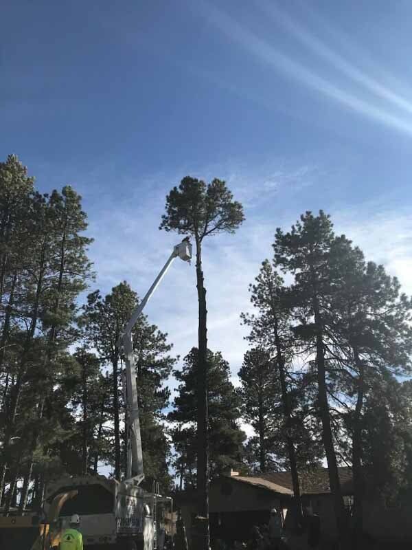 A crane is cutting down a tree in a forest