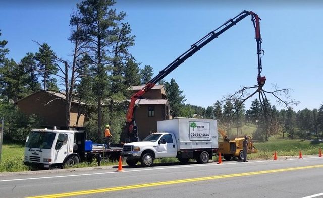 A crane is being used to remove a tree from the side of the road