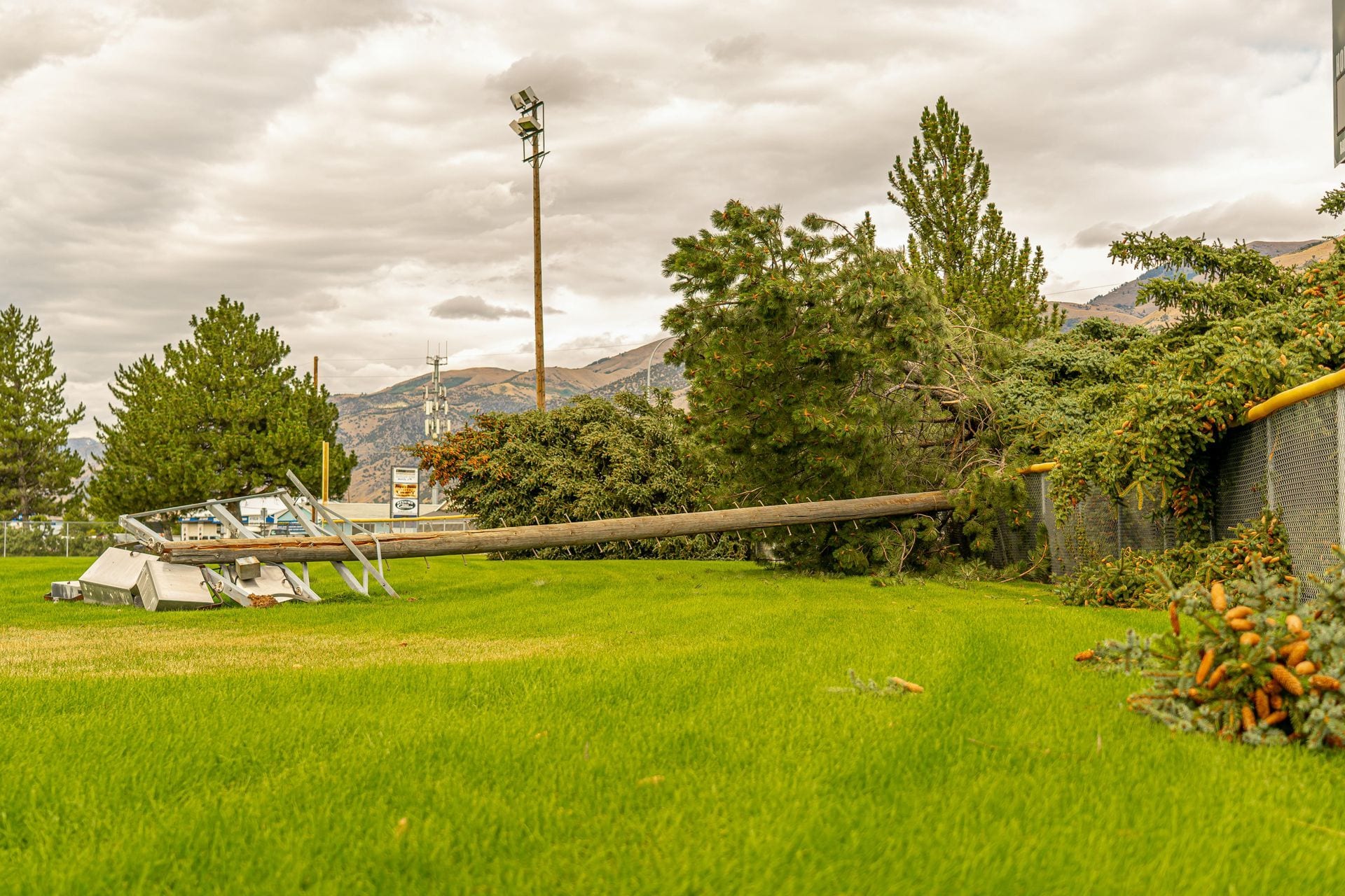 emergency tree removal in Centennial