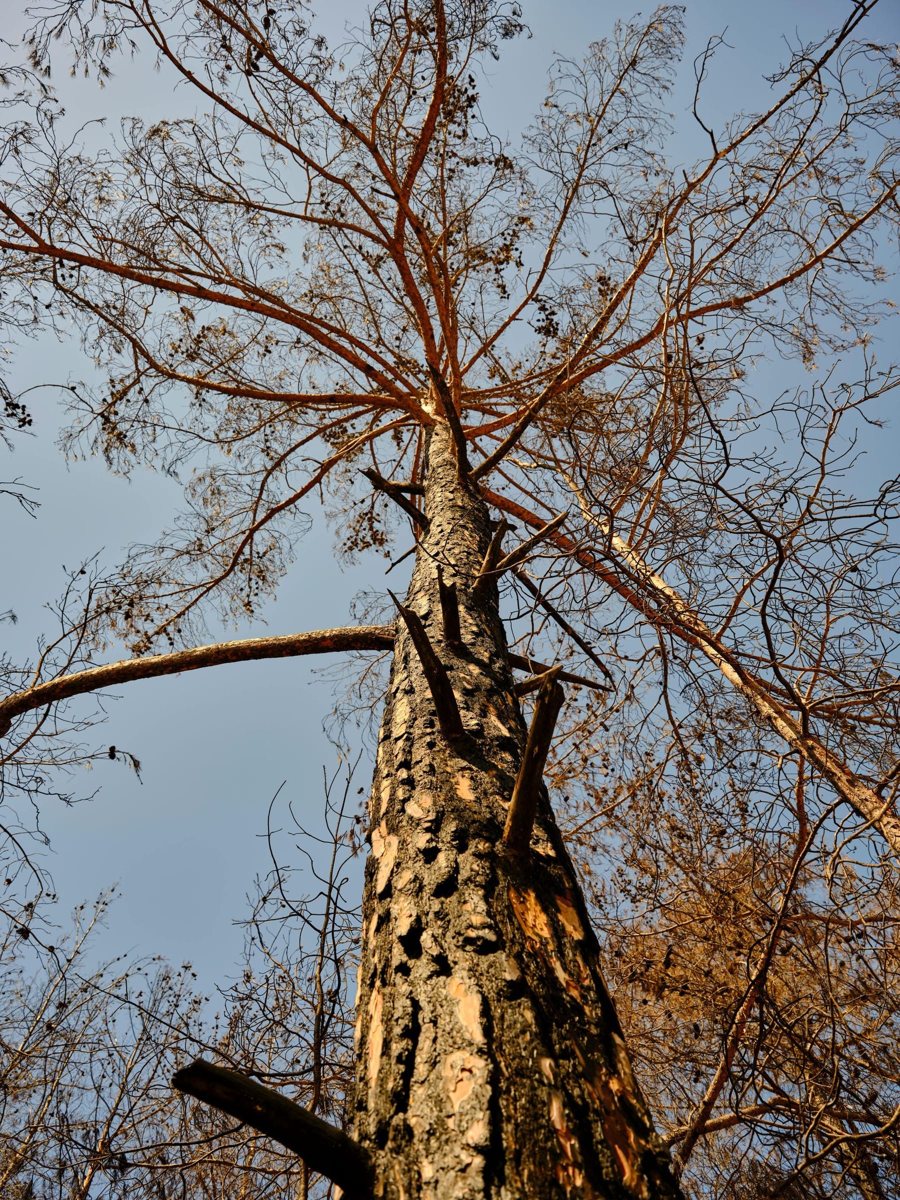  local arborists Centennial