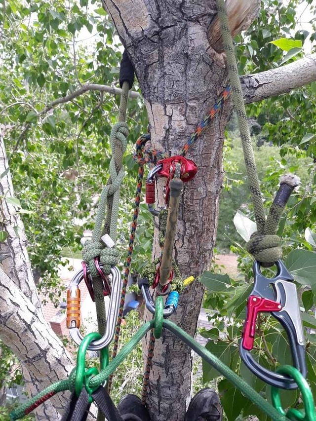 A person is hanging from a tree with ropes and carabiners.