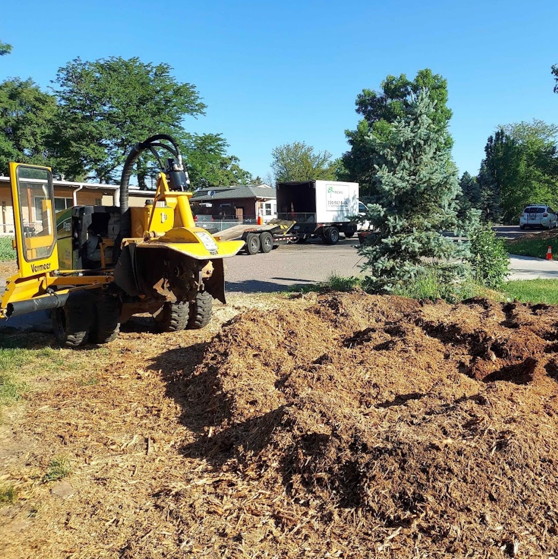 Tree Health in Centennial, CO