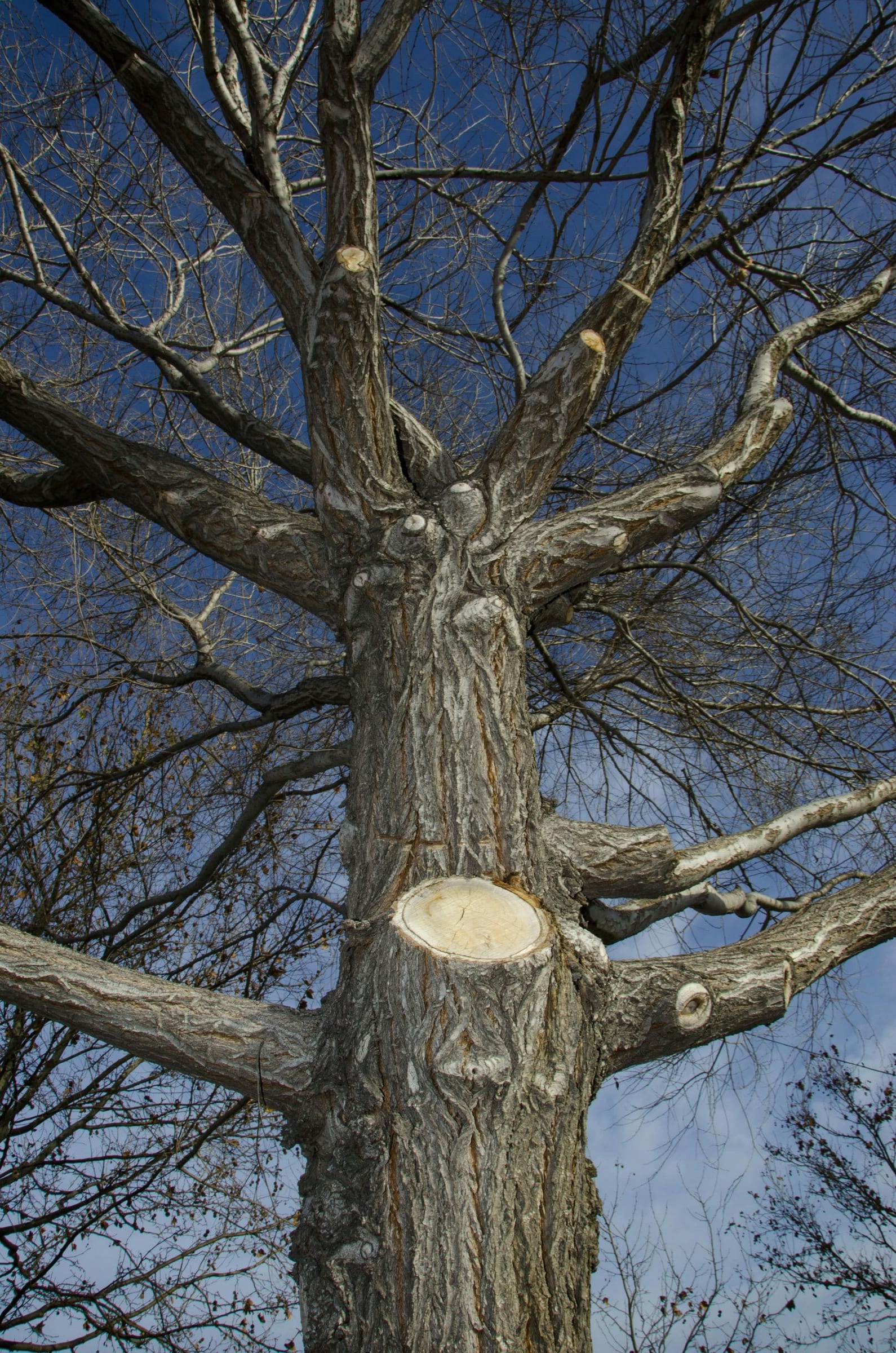 Pruning trees using a liftarm