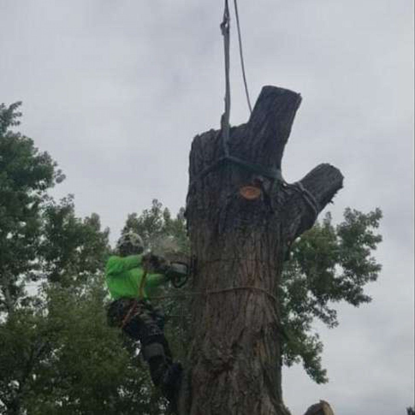 Tree Trimming in Greenwood Village, CO