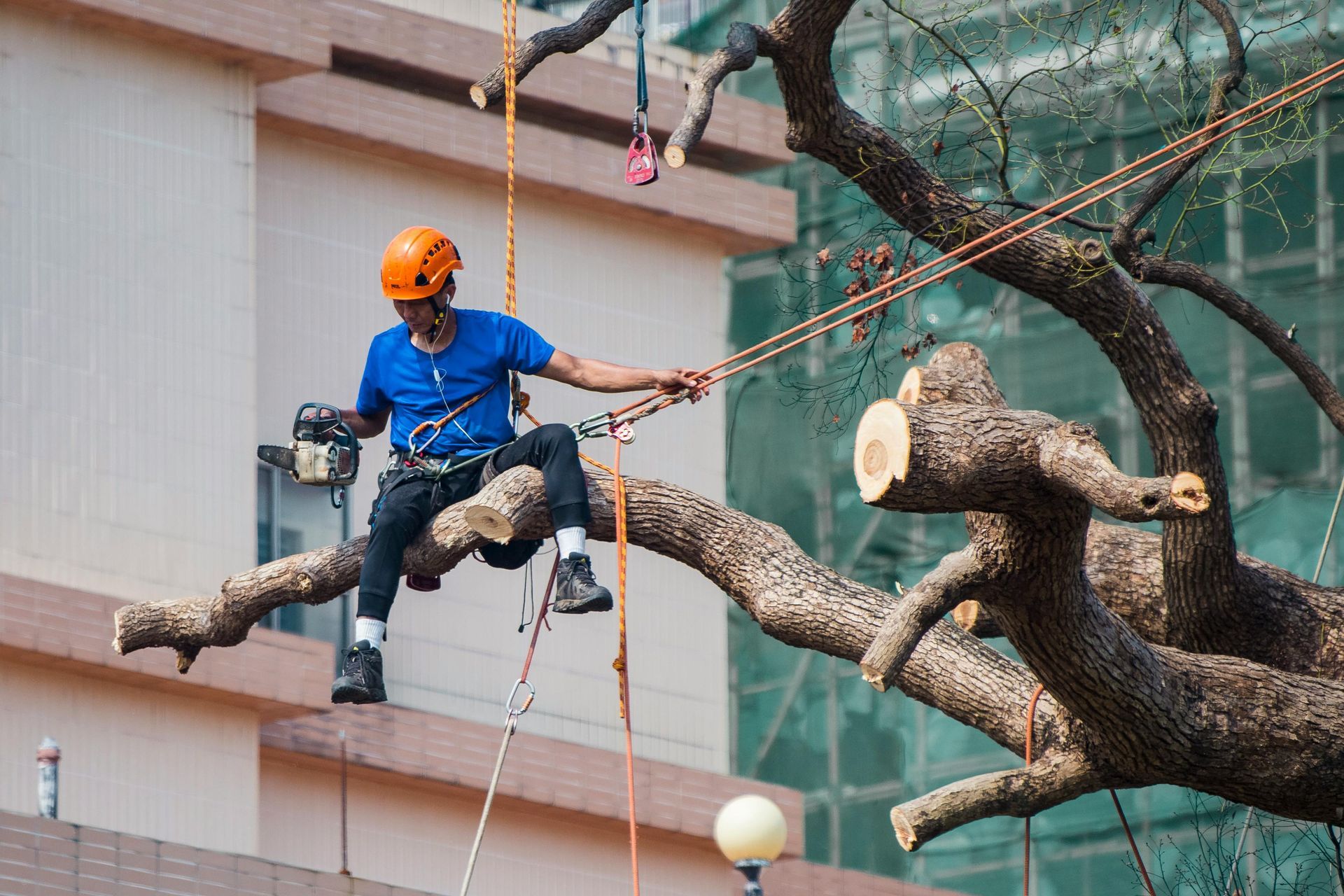 Pruning trees using a liftarm