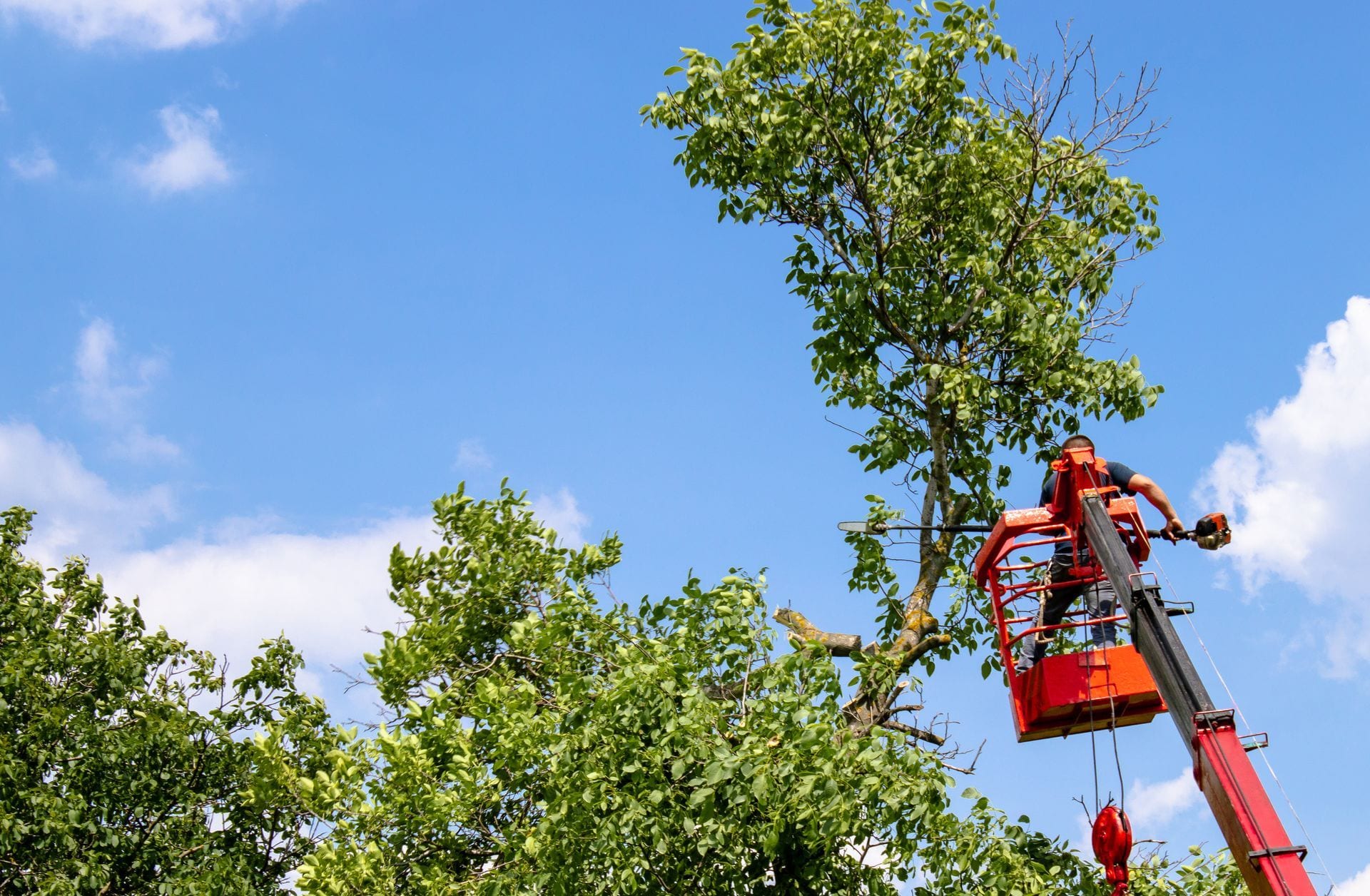 Pruning trees using a liftarm
